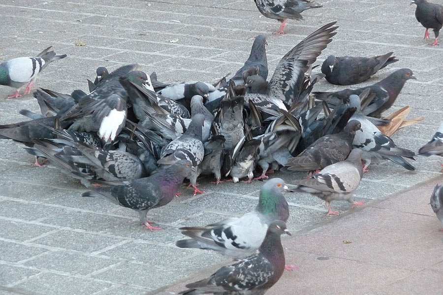 P1000258.jpg