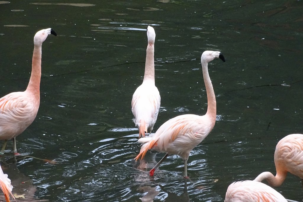 Tierpark Dortmund 2016