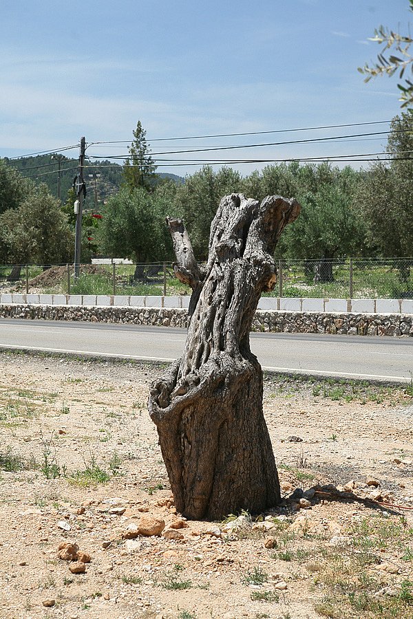 IMG-2006.jpg