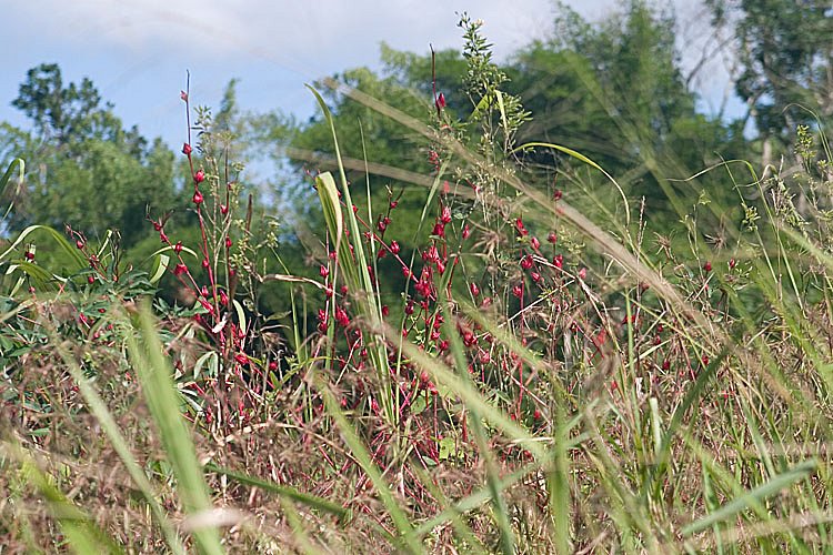 crw-2221.jpg