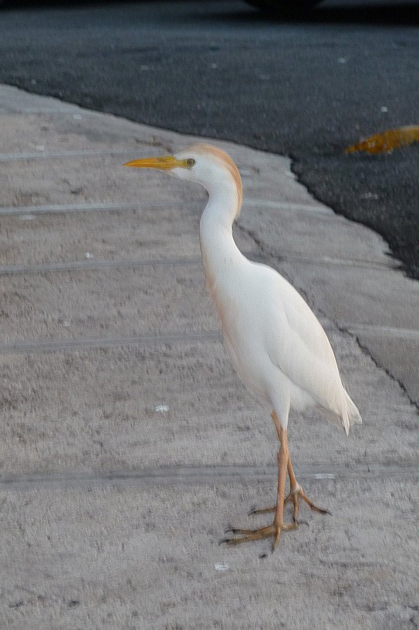 P1000687.jpg