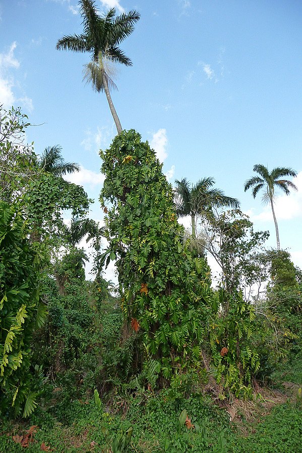 P1000452.jpg