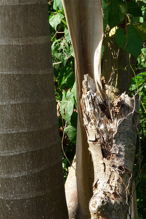 P1000453.jpg