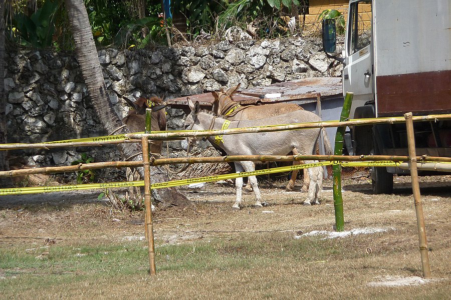 P1000476.jpg