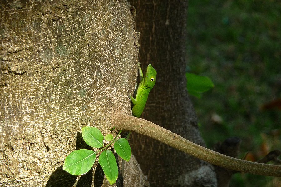 P1000514.jpg