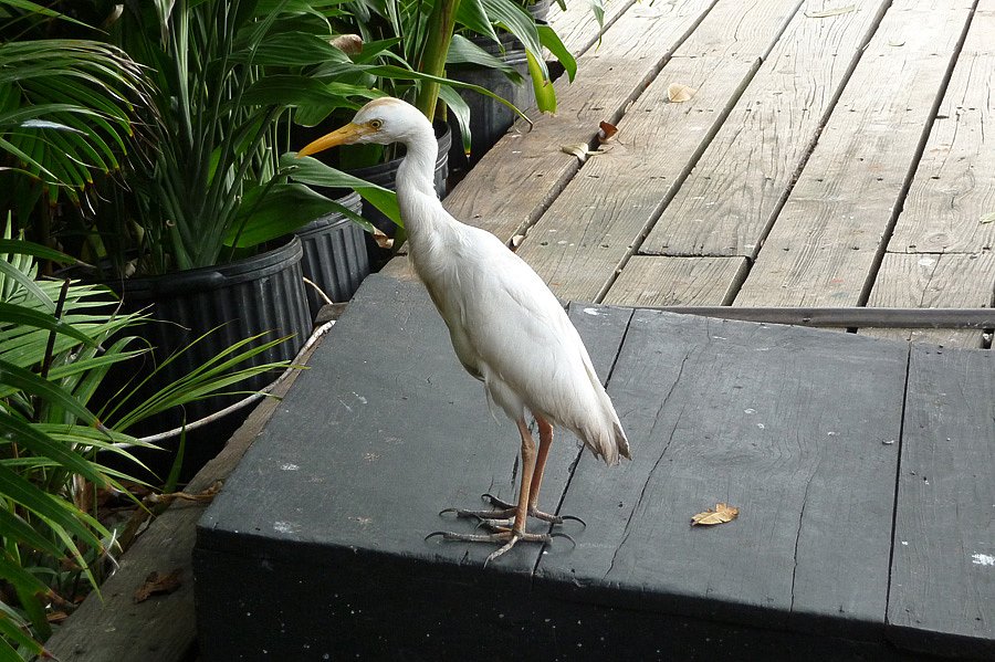 P1000540.jpg