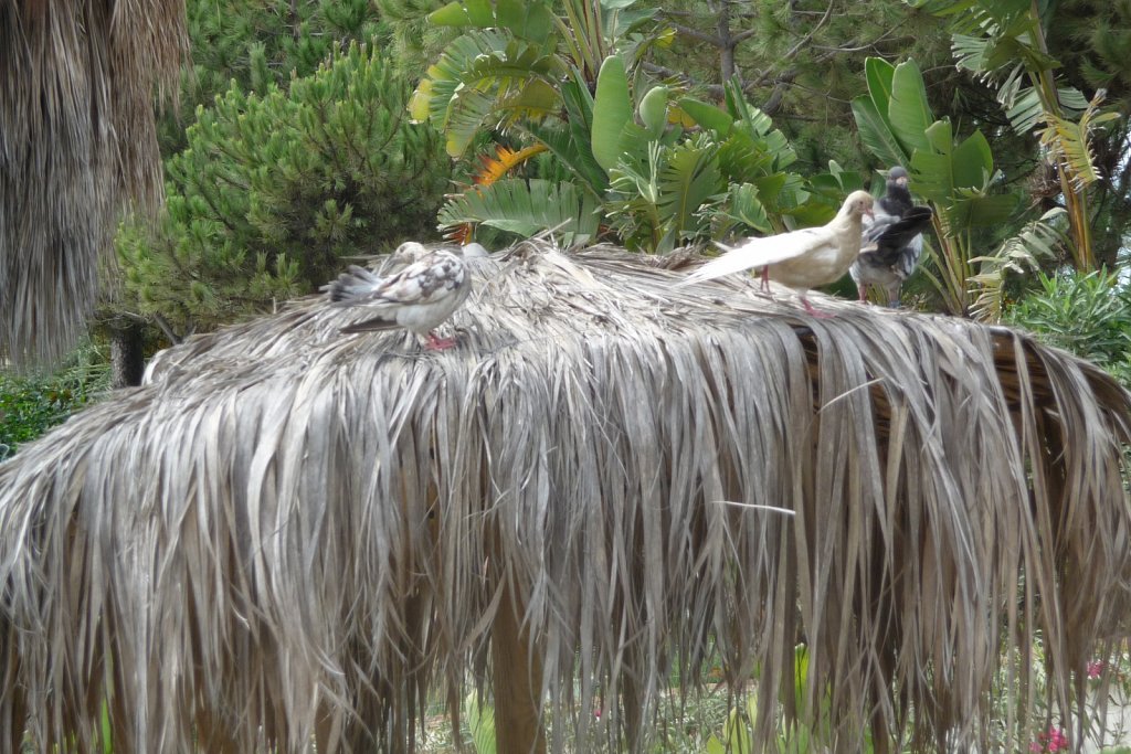 P1020134.JPG