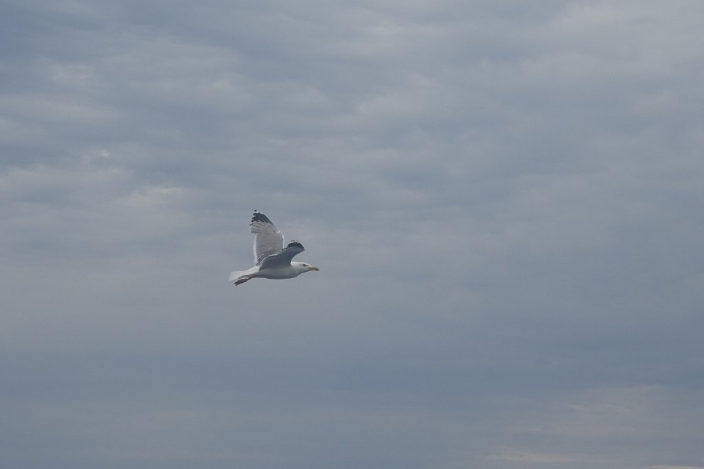 DSC01584.JPG