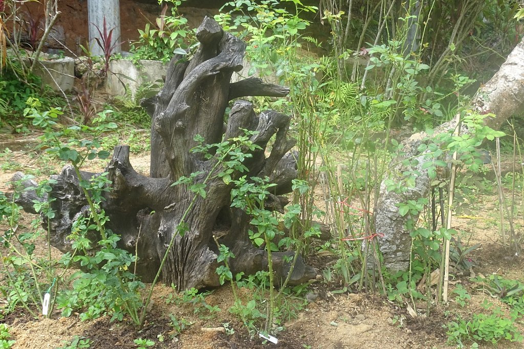 DSC01975.JPG